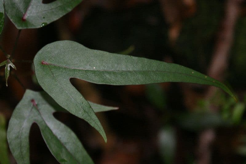 Hernandia 6