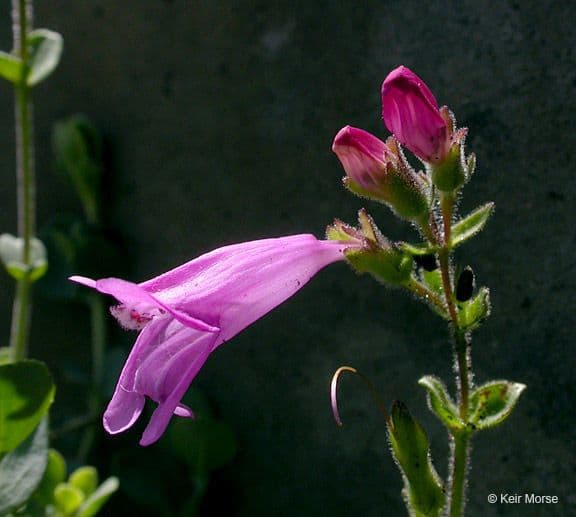 Penstemon rupicolo
