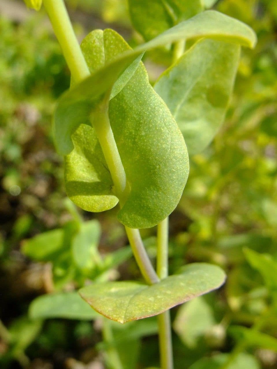 Cerinthe minor 16