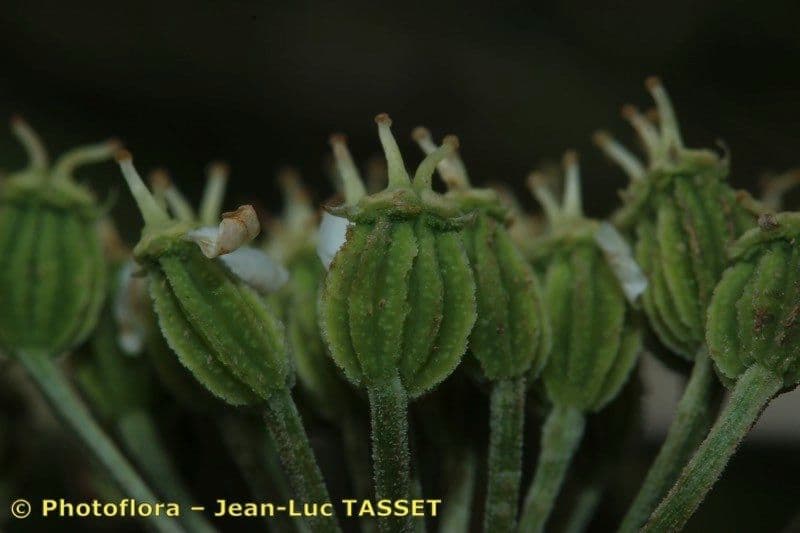 Pleurospermum austriaco 3
