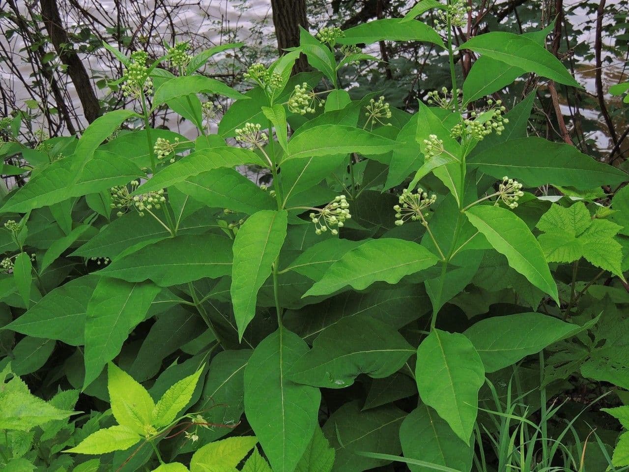 Algodonera 14