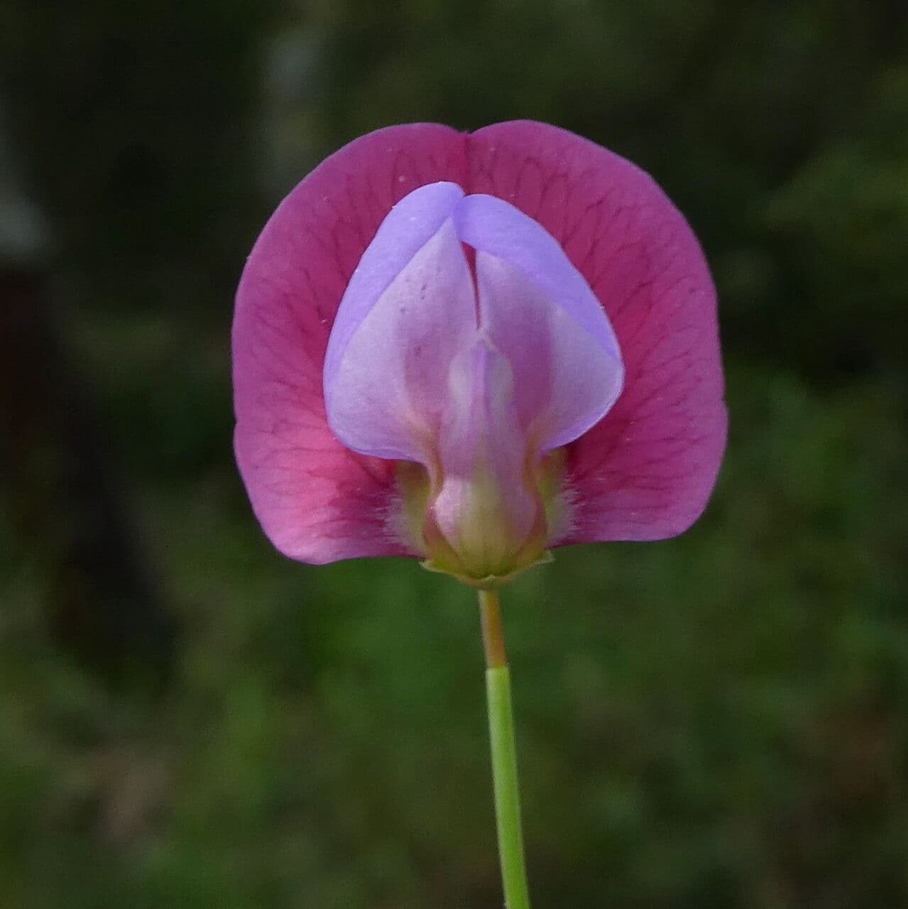 Cicerchia clymenum 10