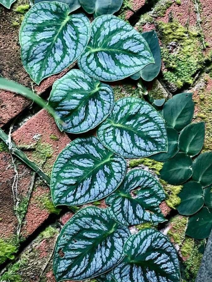 Monstera dubia 6