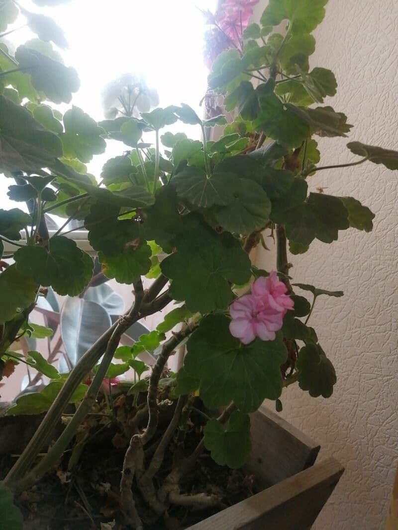 Pelargonio 10