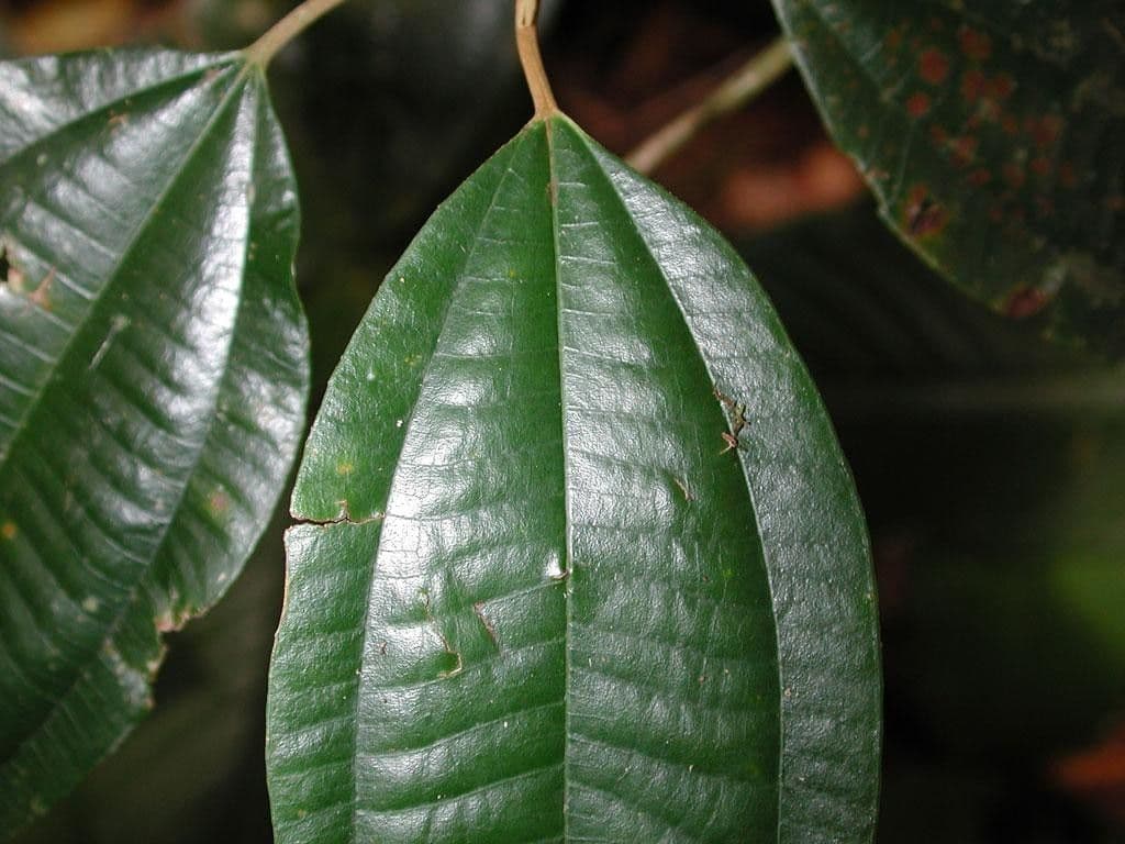 Miconia 9