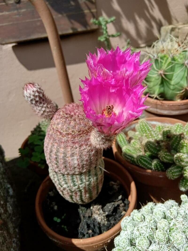 Cactus arcobaleno dell'Arizona 8