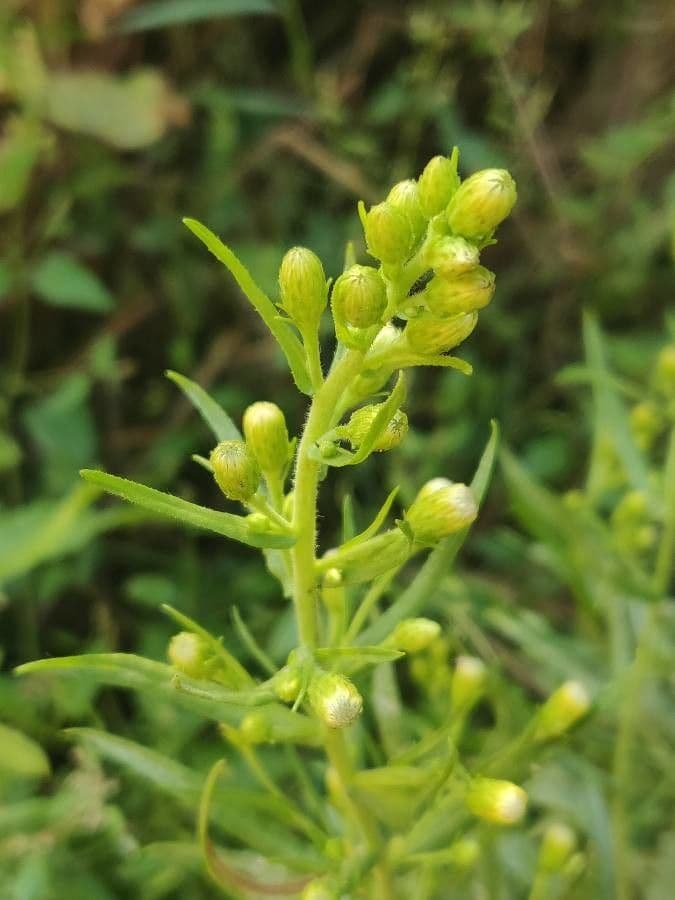 Inula fetida 38