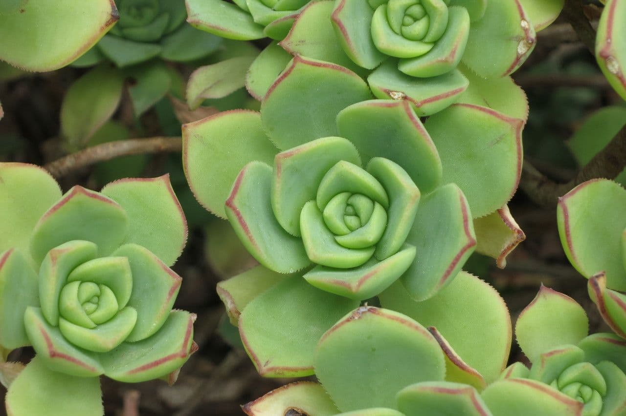 Aeonium 19
