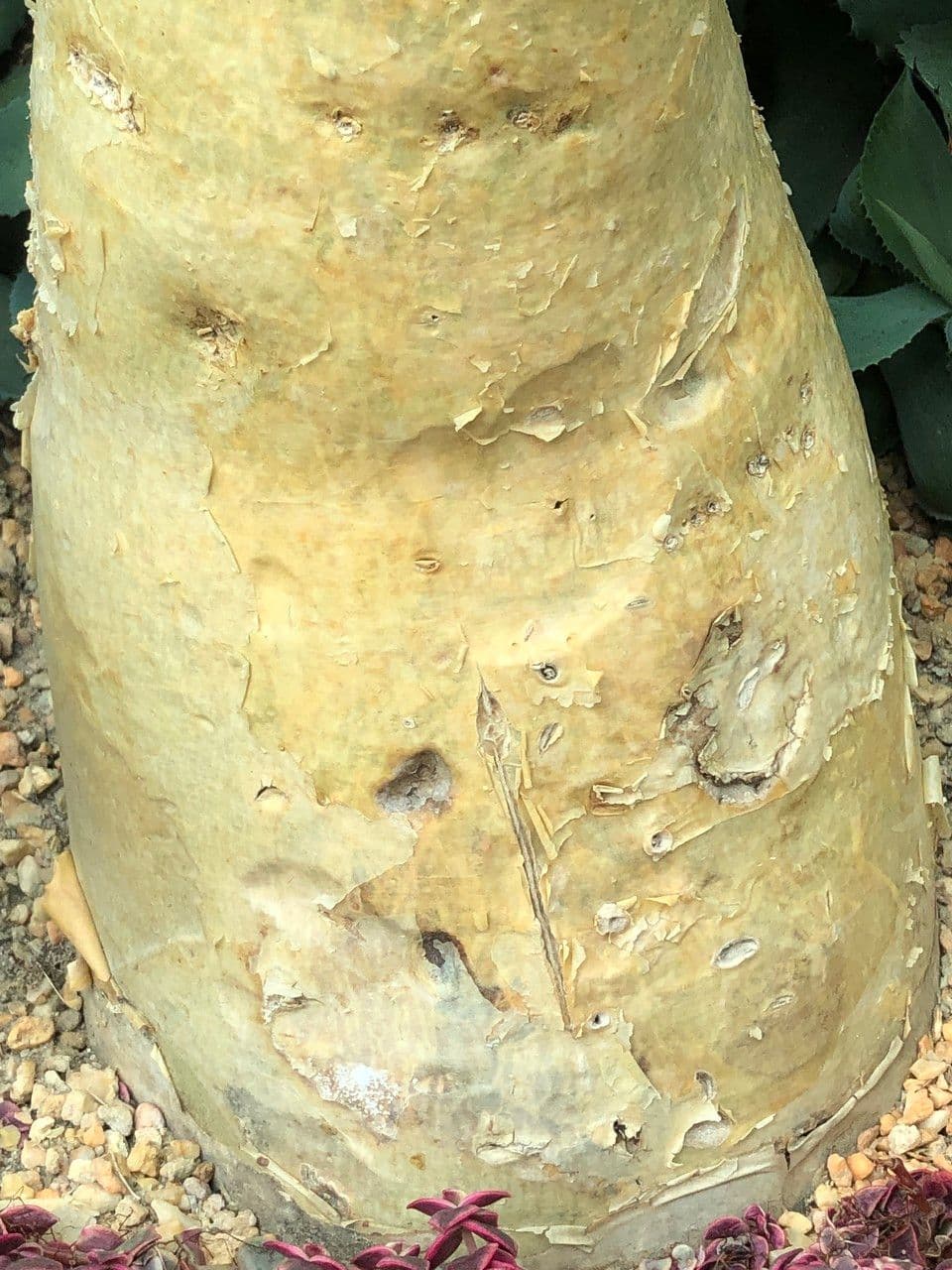Cyphostemma 4