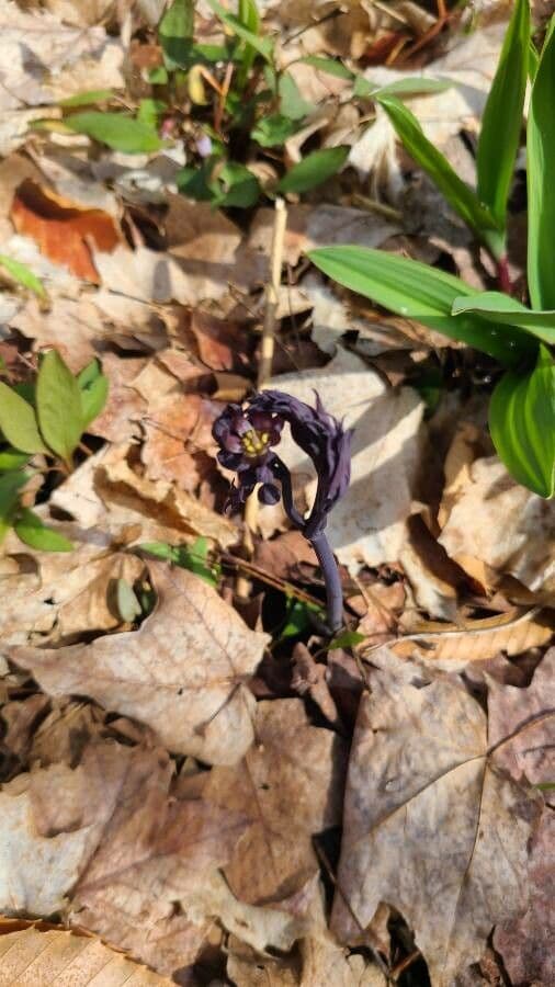 Caulophyllum 6