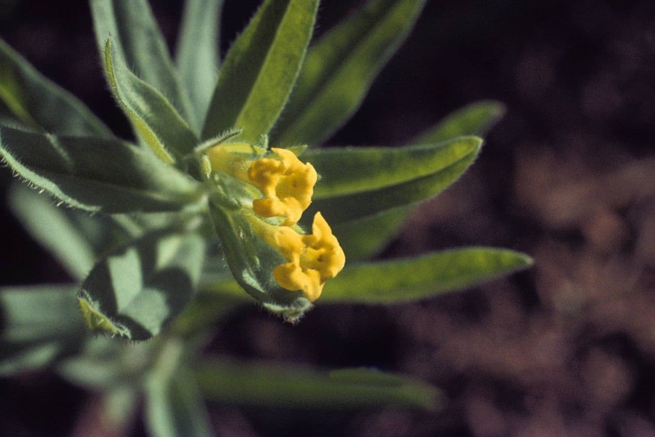 Lithospermum 4