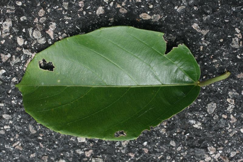 Omphalea 4