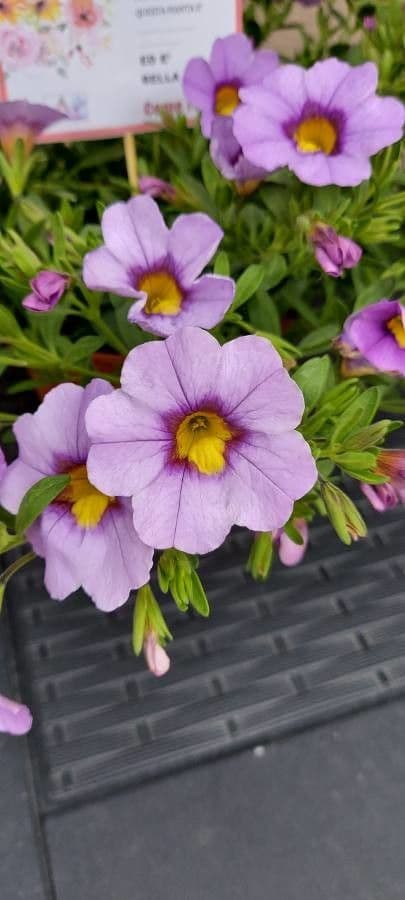 Kleinblütige Kalibrachoa 11