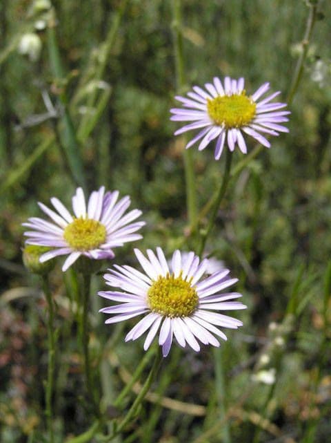 Erigeron 12