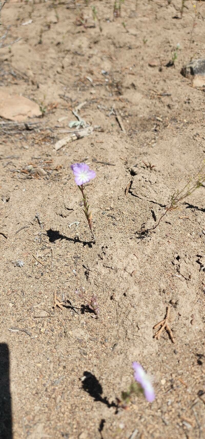 Linear-leaf phacelia 3
