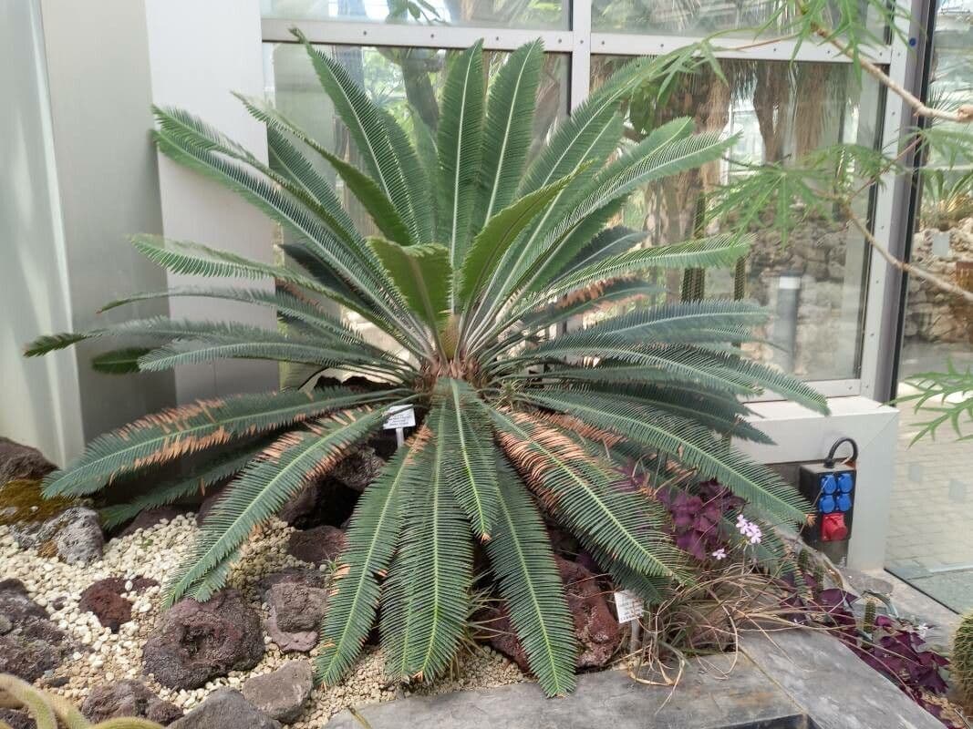Dioon 2