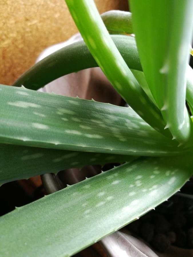 Aloe vera 17