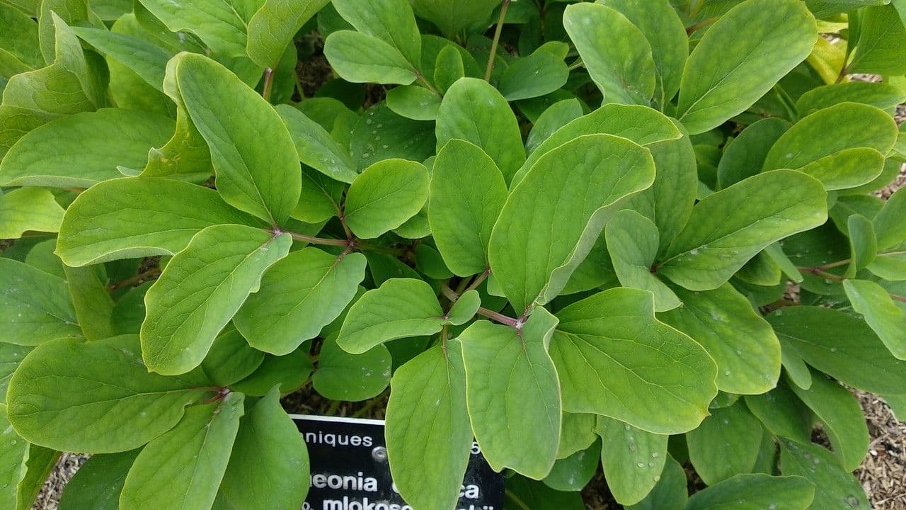 Peonia daurica 7