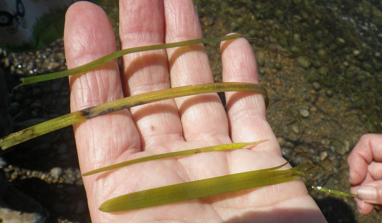 Zostera marina 12
