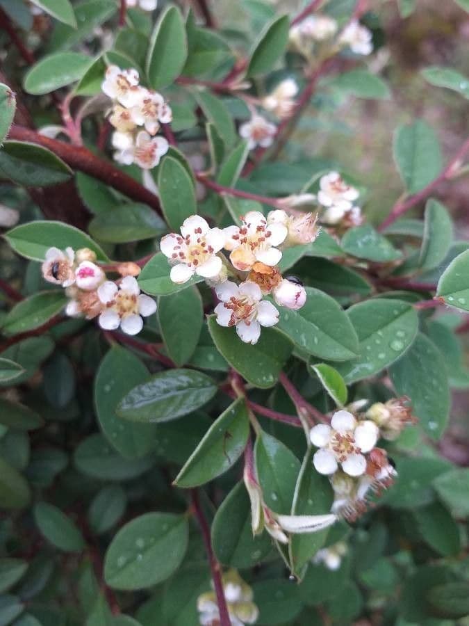 Cotonéaster commun 10