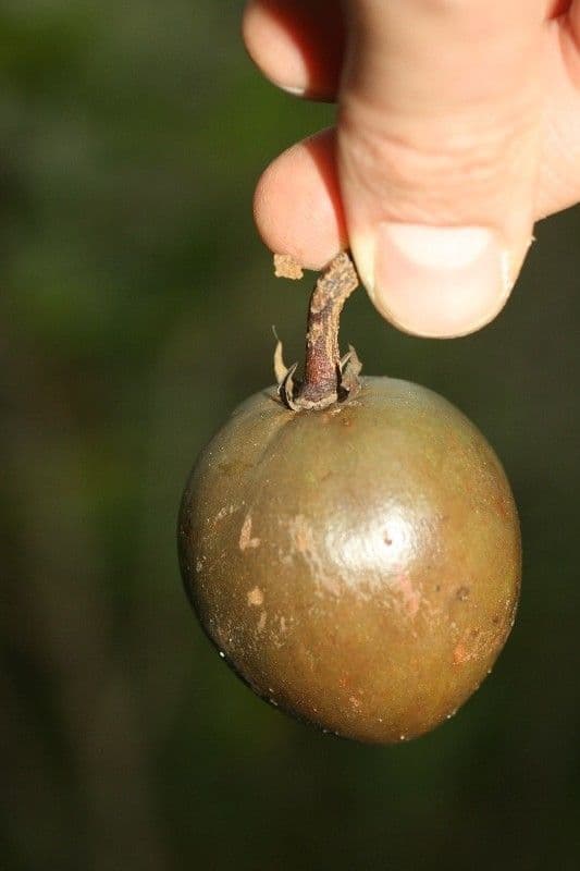 Mimusops balata 3