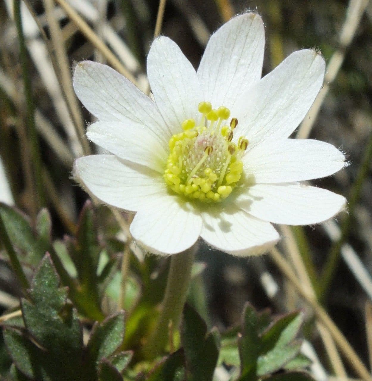 Anemone tuberosa 5