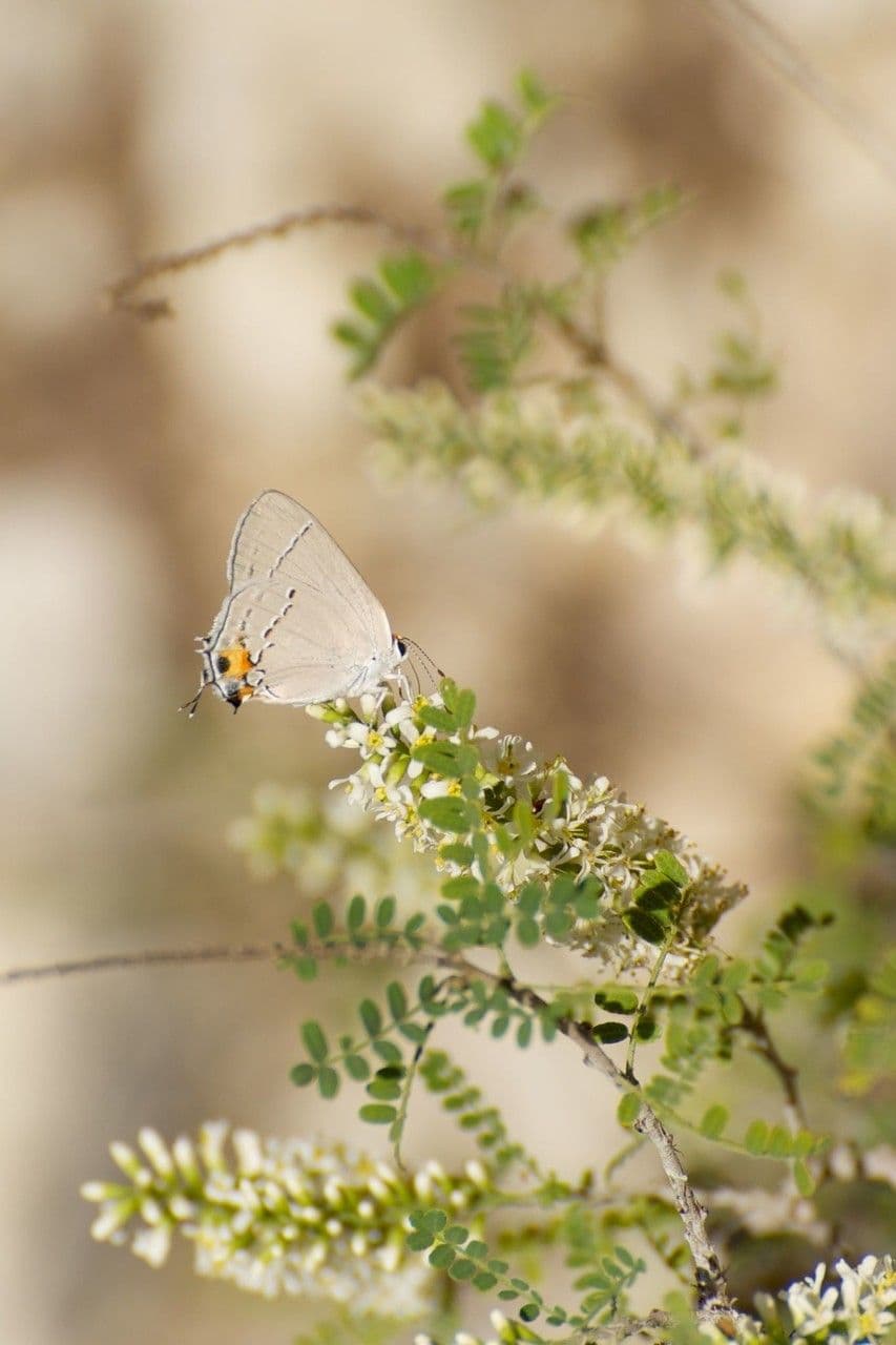 Eysenhardtia 5