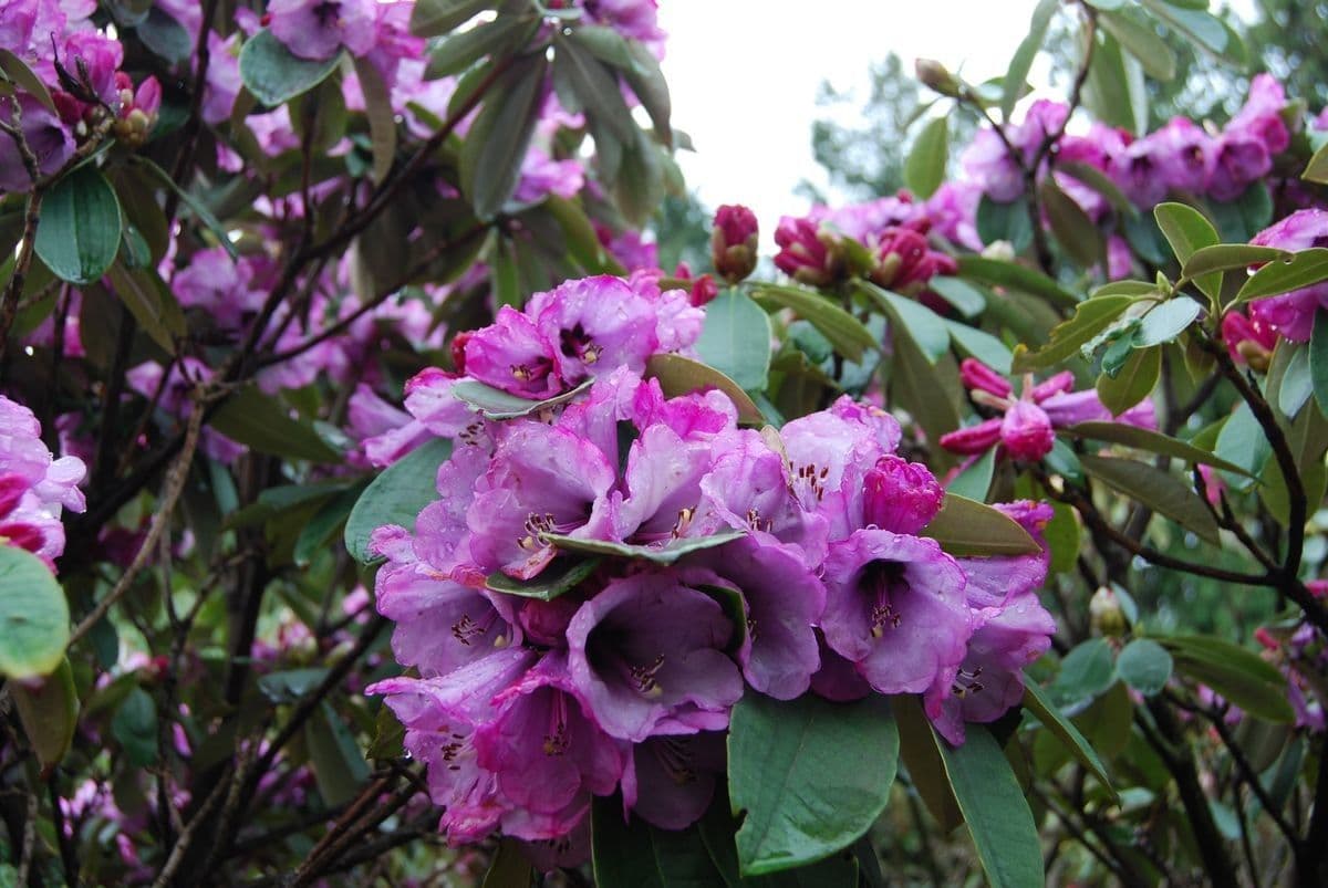 Rododendro 4