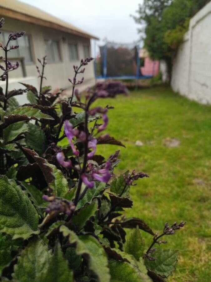 Plectranthus 4