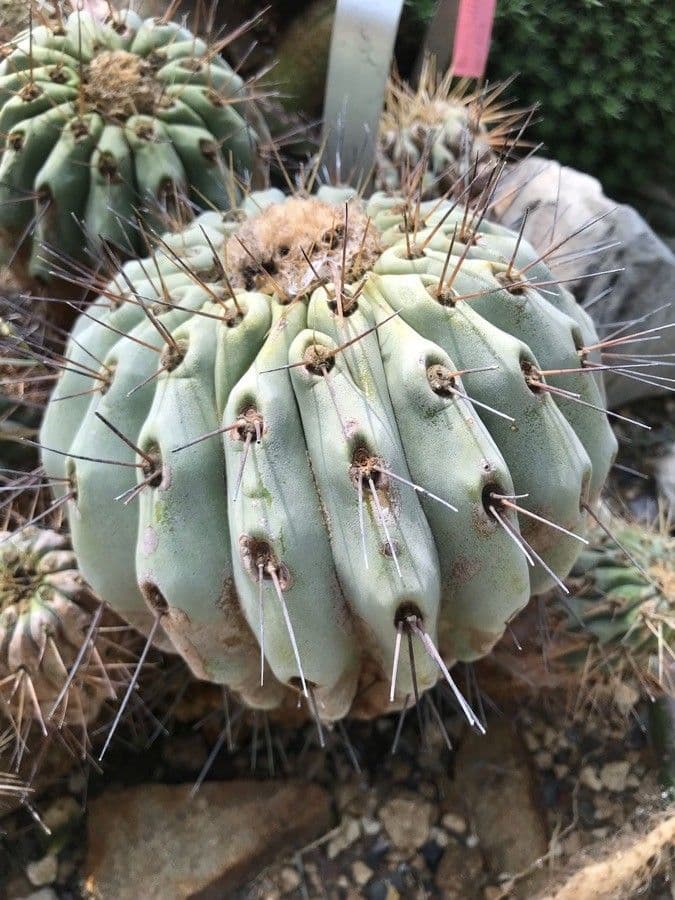 Copiapoa gris 2