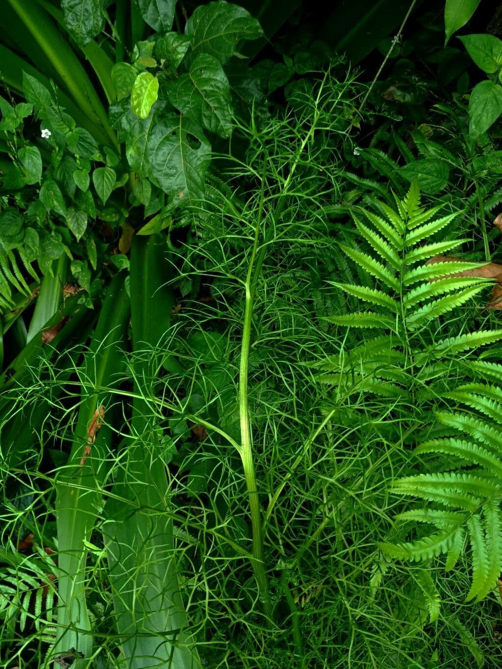 Wasserfarn 10