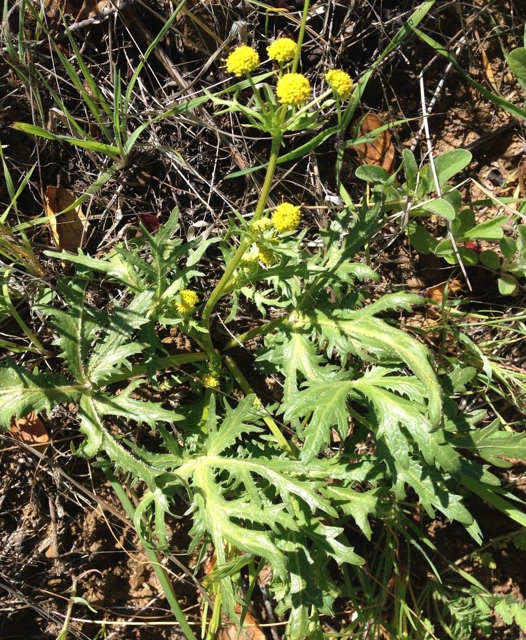 Sanicula arguta 5