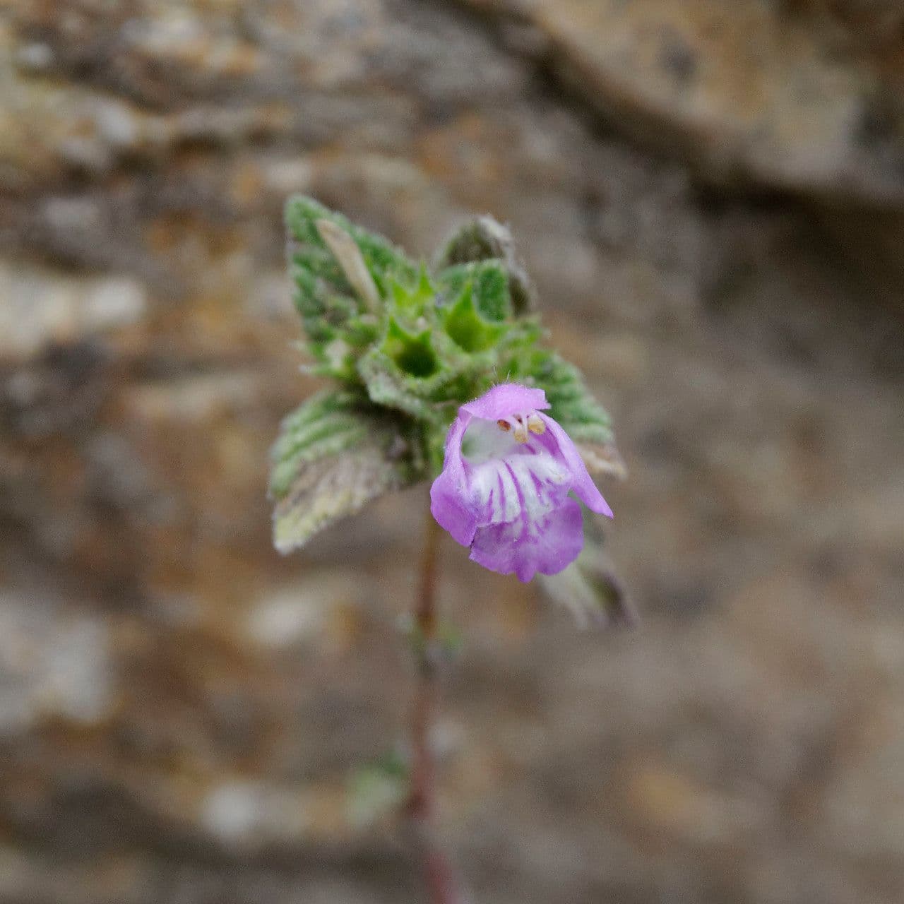 Canapetta pirenaica 5