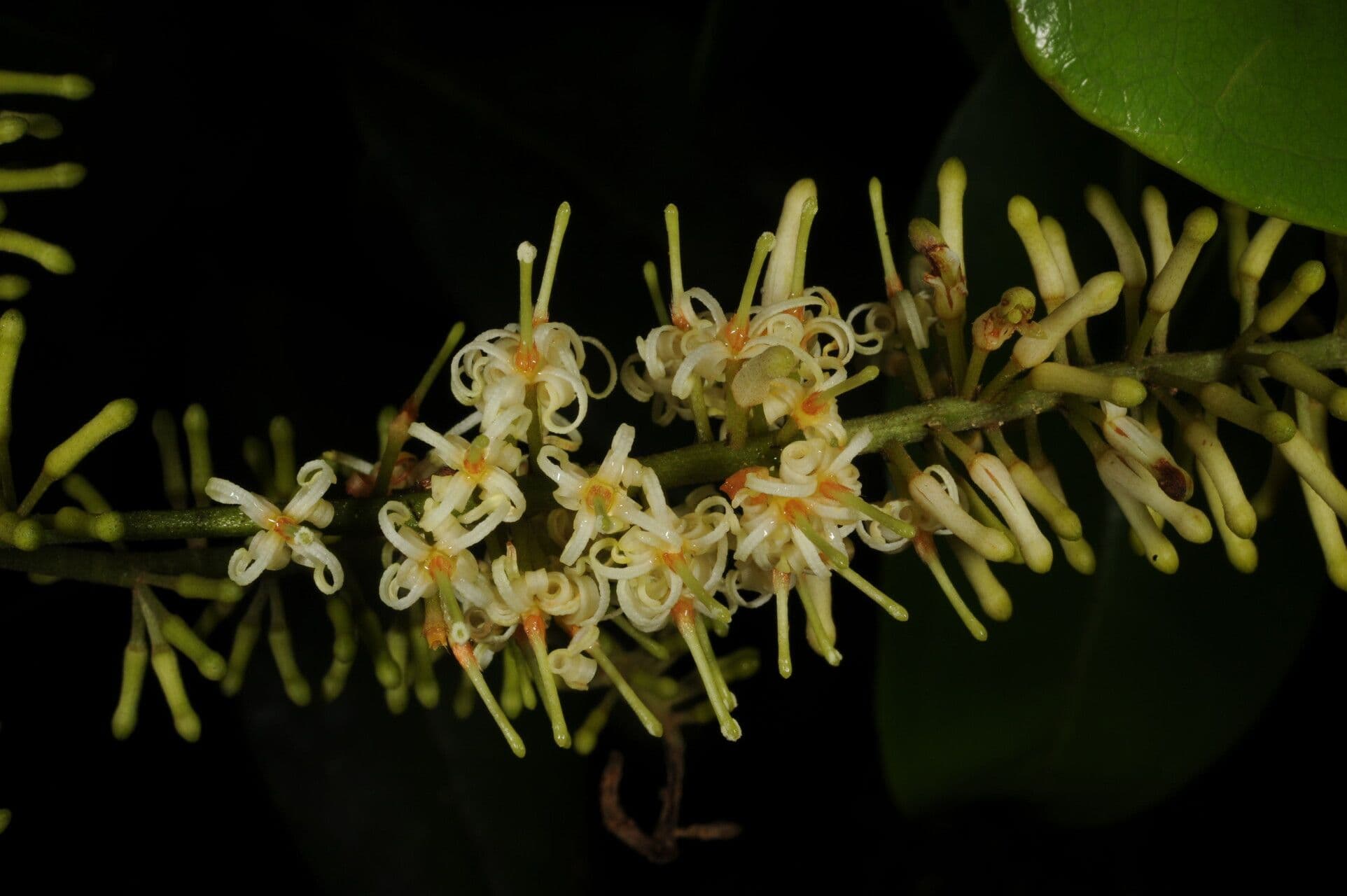 Panopsis costaricense 3