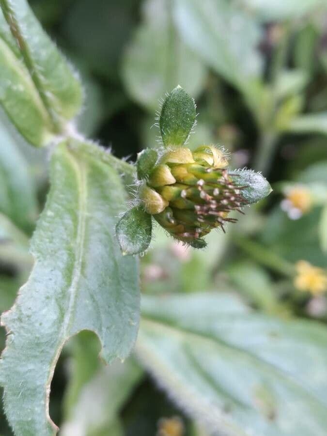 Synedrella nodiflora 2