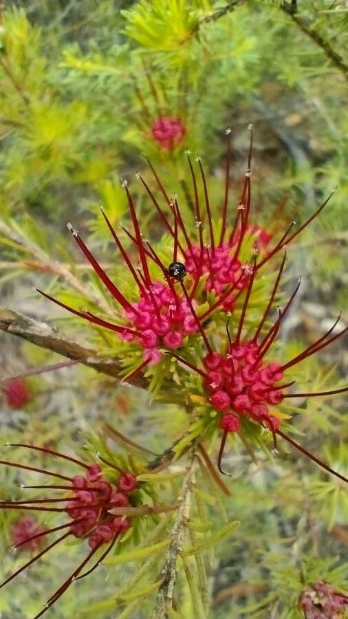 Darwinia fascicularis 4