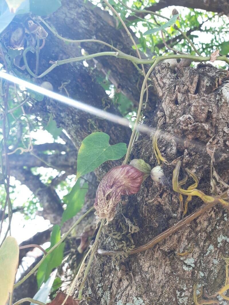 Morrito 2