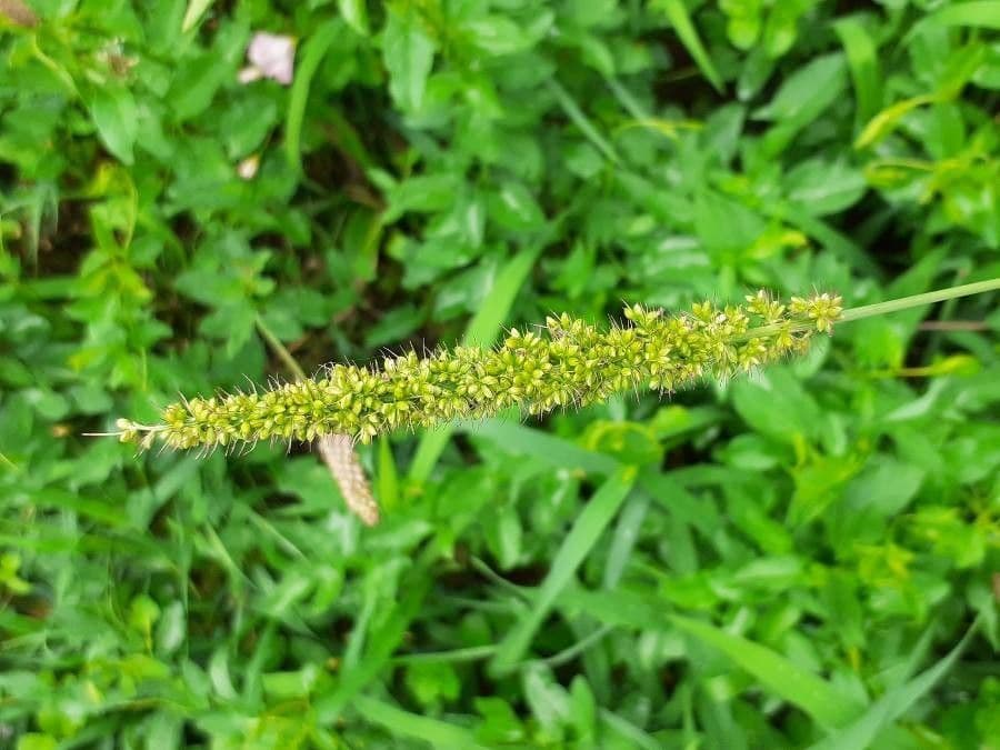 Pabbio verticillato 9