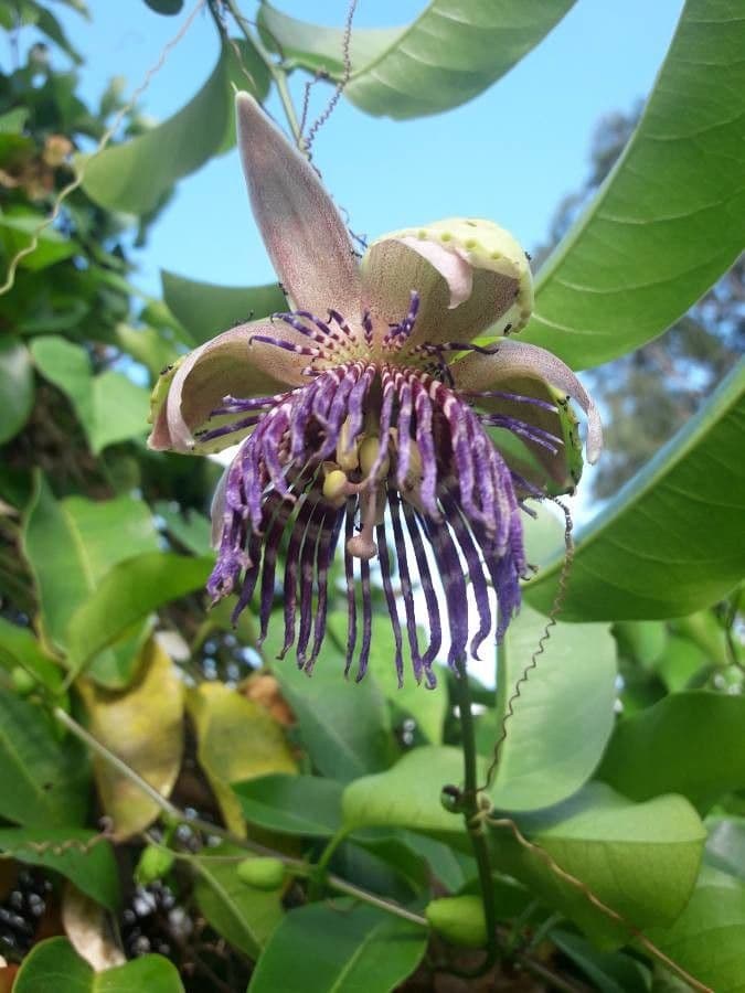 Passiflora laurifolia 10