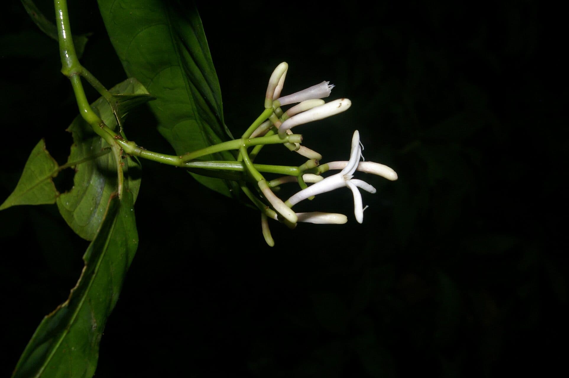 Palicourea 4