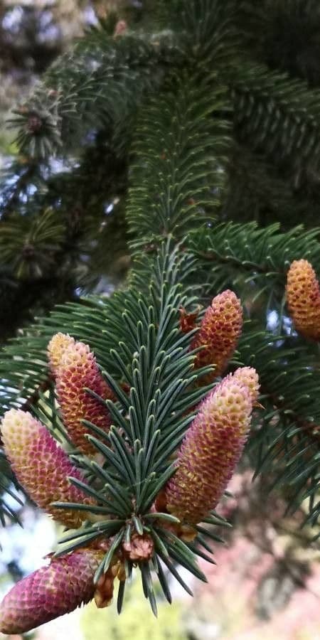 Sapin géant