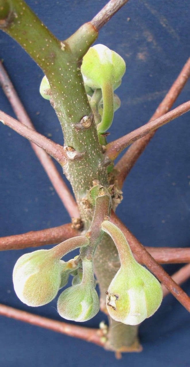 Rosa amarilla 30
