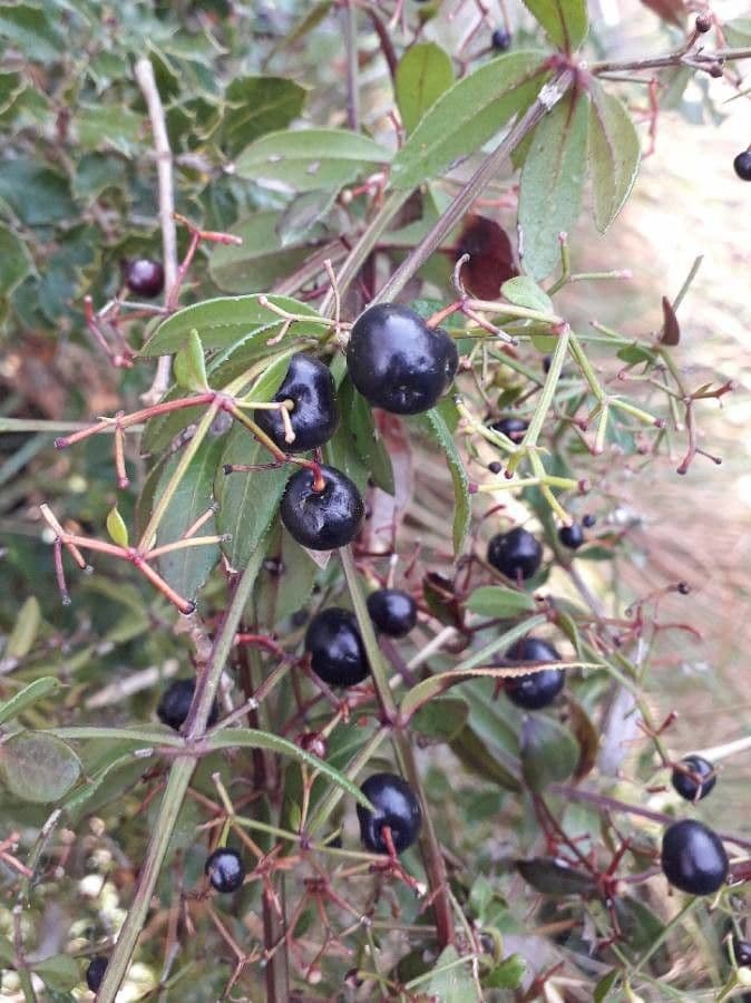 Wild madder 3