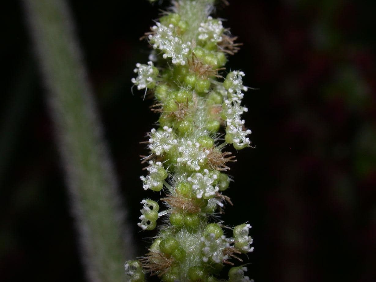 Acalypha a spiga grande 4