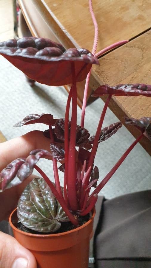 Peperomia 25