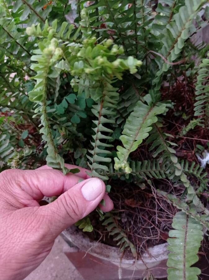 Nephrolepis cordifolia 24