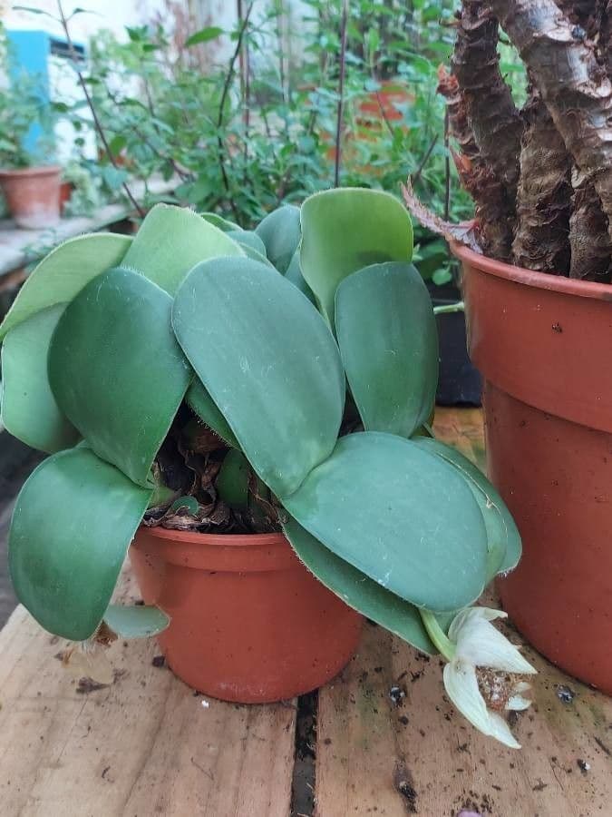 Haemanthus 10