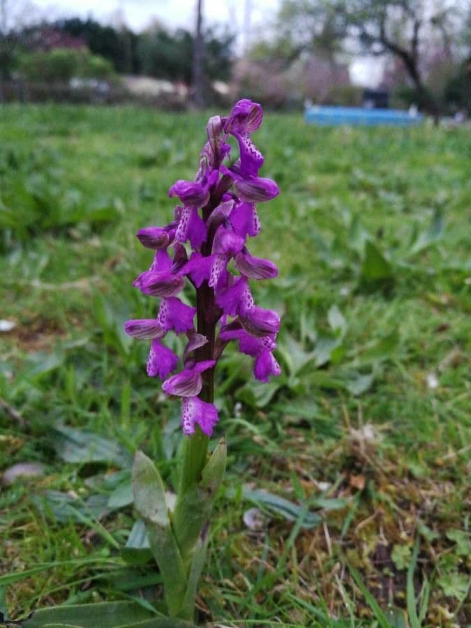 Orchide minore 9