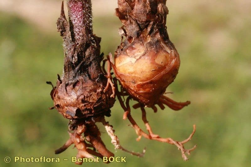 Corbiculada 2
