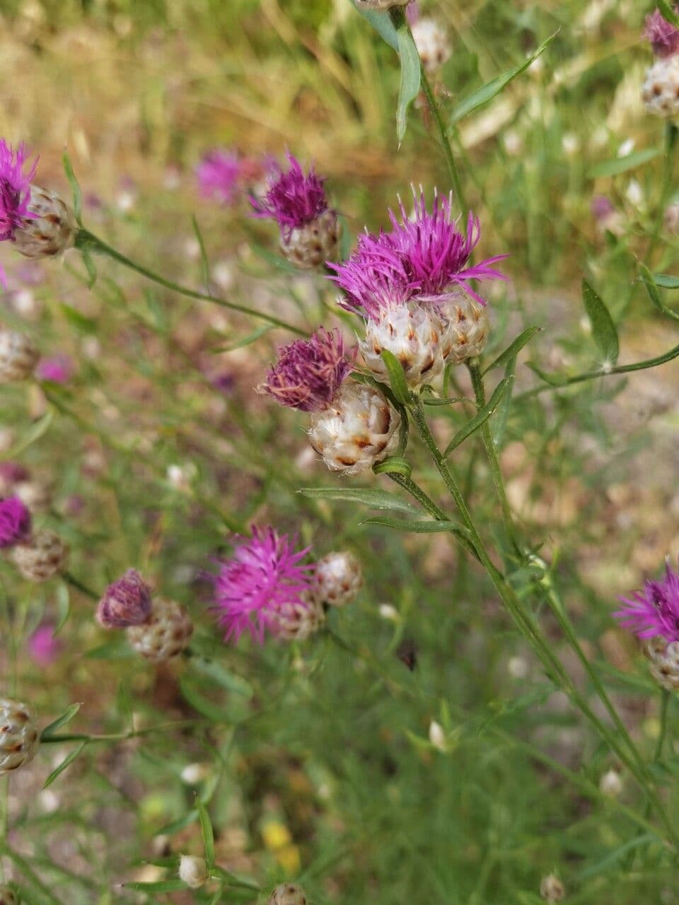 Centaurea 2